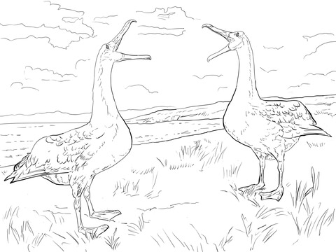 Albatross Mating Dance Coloring Page